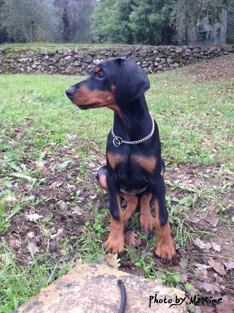 INDY DAAHONY DELLA GUARDIA NERA