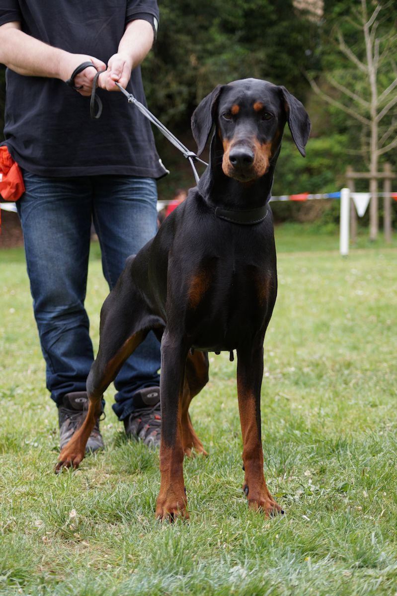 CH. IDESS DAAHONY DELLA GUARDIA NERA