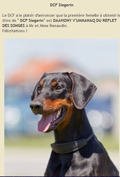 Daahony a l'honneur sur le Site Officiel du Dobermann Club de France