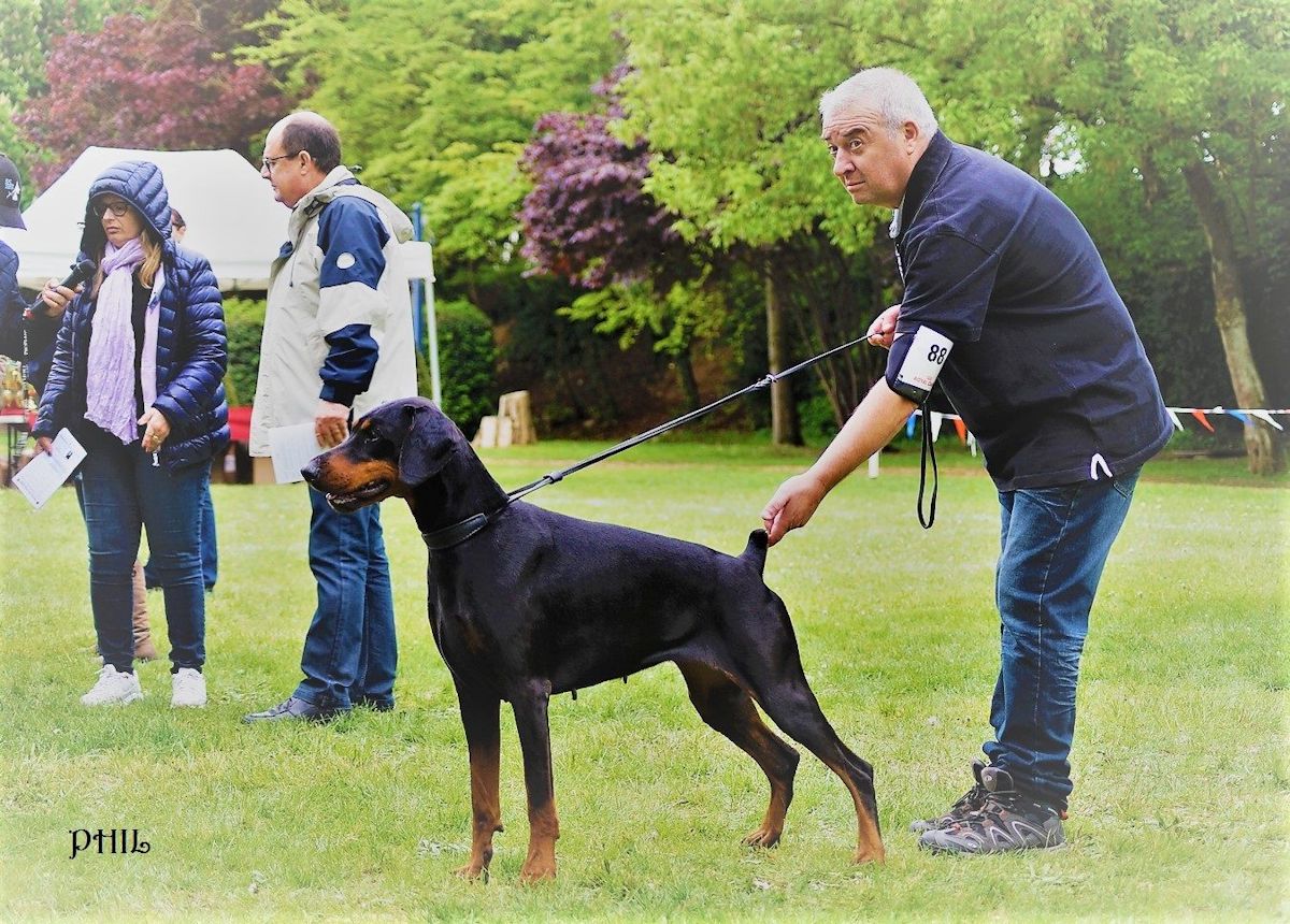 CH. IDESS DAAHONY DELLA GUARDIA NERA