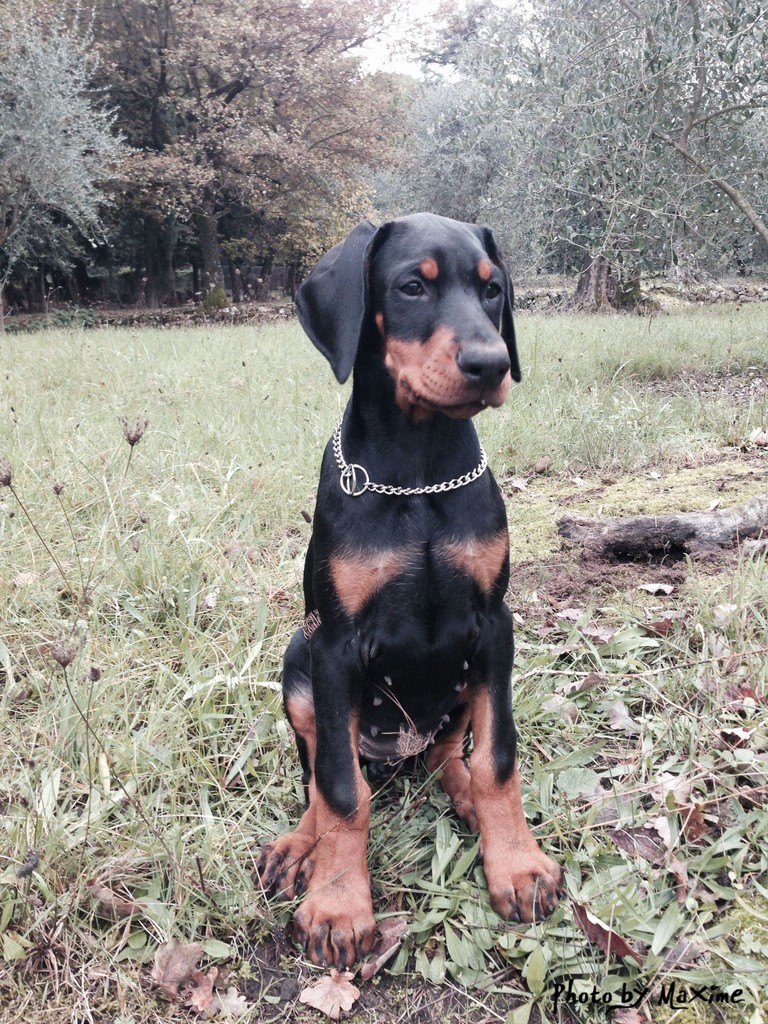 INDY DAAHONY DELLA GUARDIA NERA