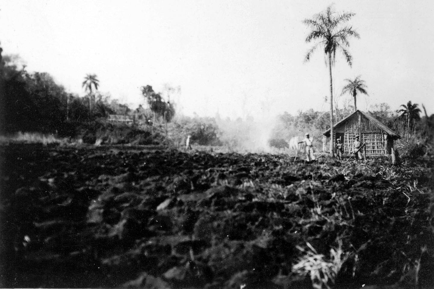 ３．燃え残りや根を取り除き、整地