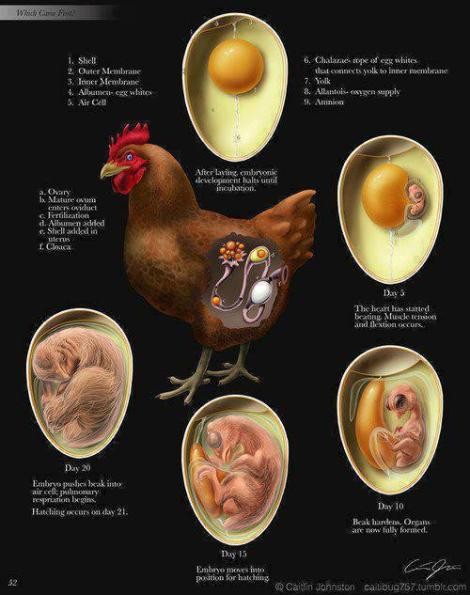 periodo de conservación En un huevo fértil recién puesto, el embrión debe desarrollarse hasta después de pasar el estado de gástrula y estar bien preparado para cesar su desarrollo antes de colocarlo en la incubadora. Pero para detener todo el desarrollo 