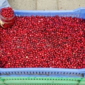 Arándano rojo