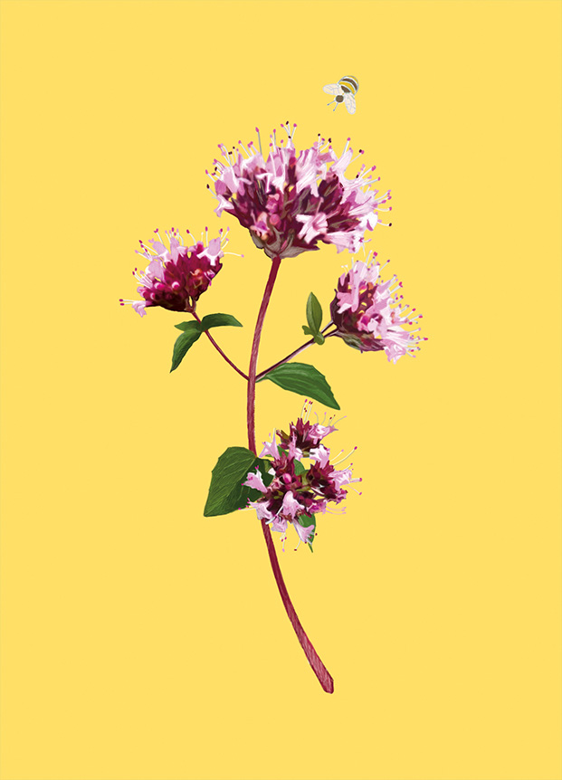 Oregano