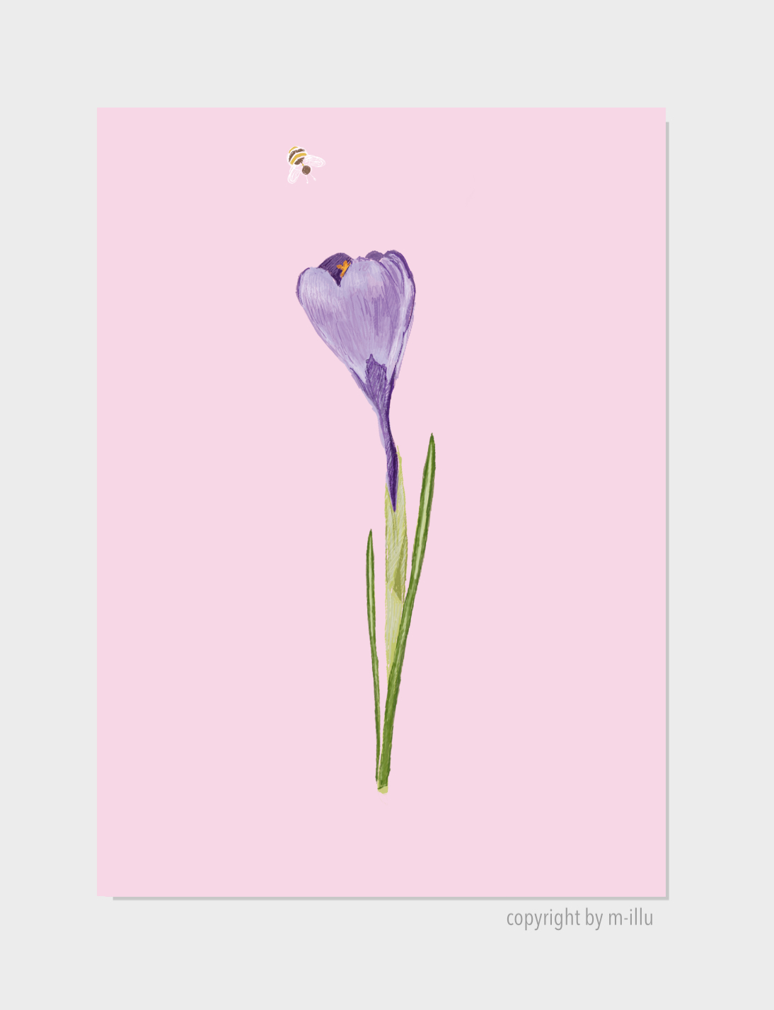 Crocus