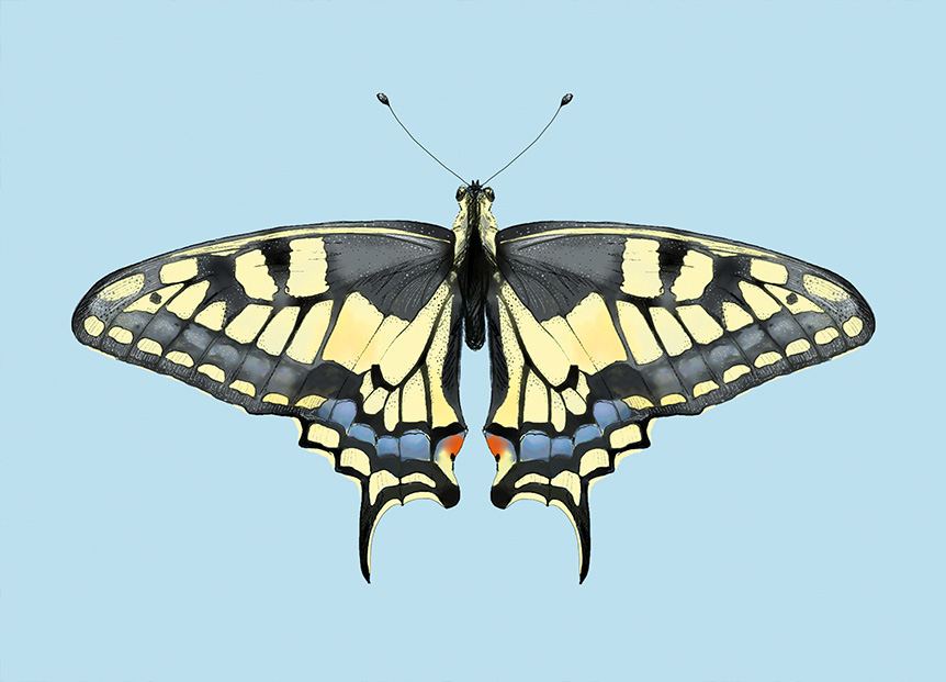 Schmetterling