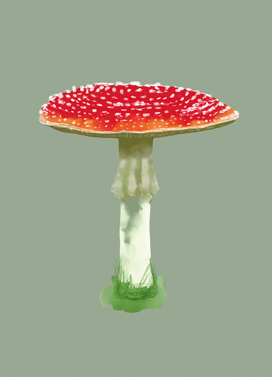 Pilz Glück Olive