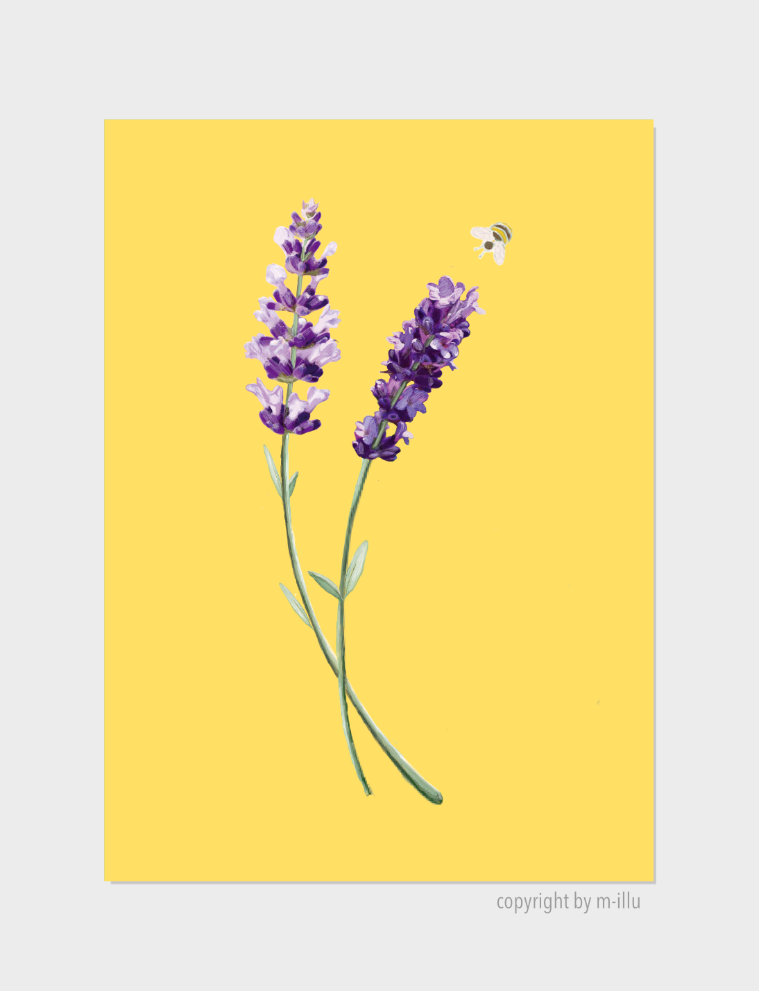 Lavendel