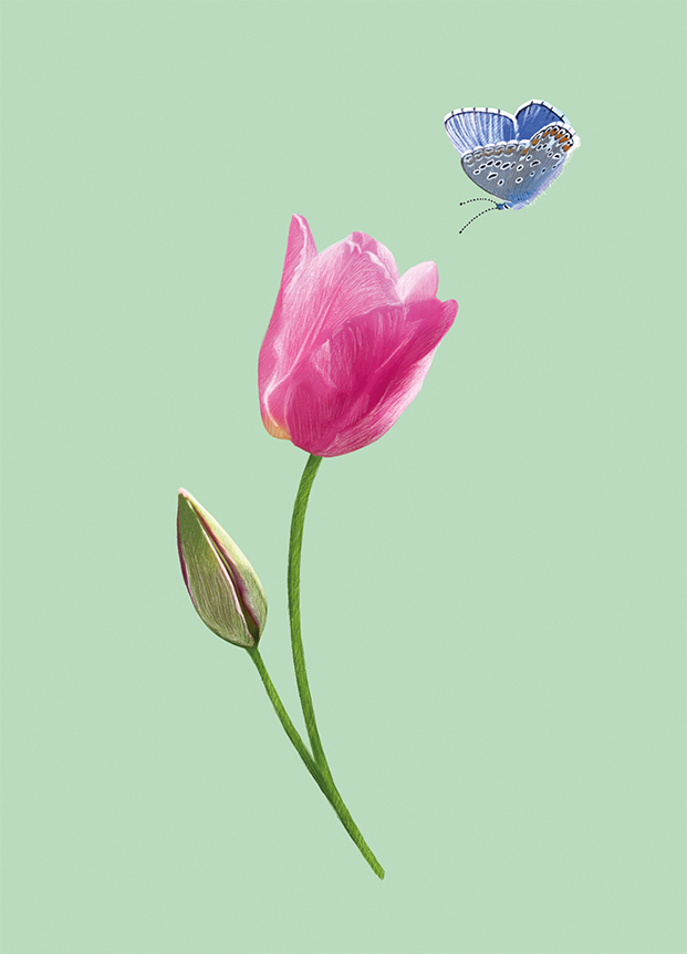 Tulpe