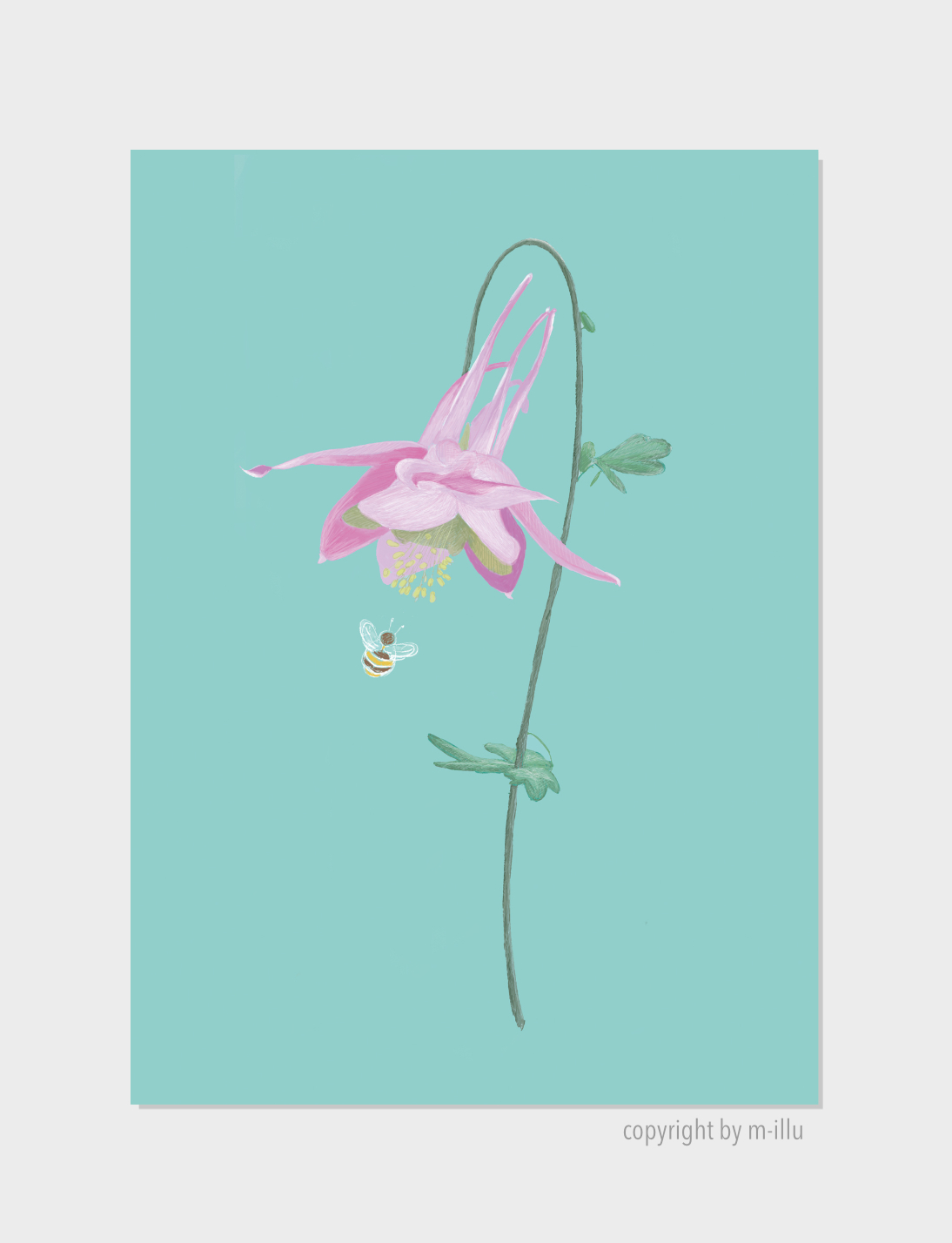 Akelei-Columbine