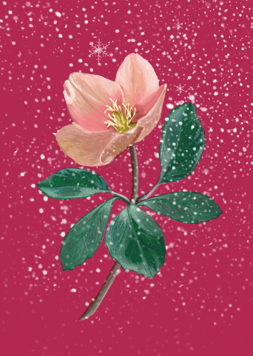 Christrose rose