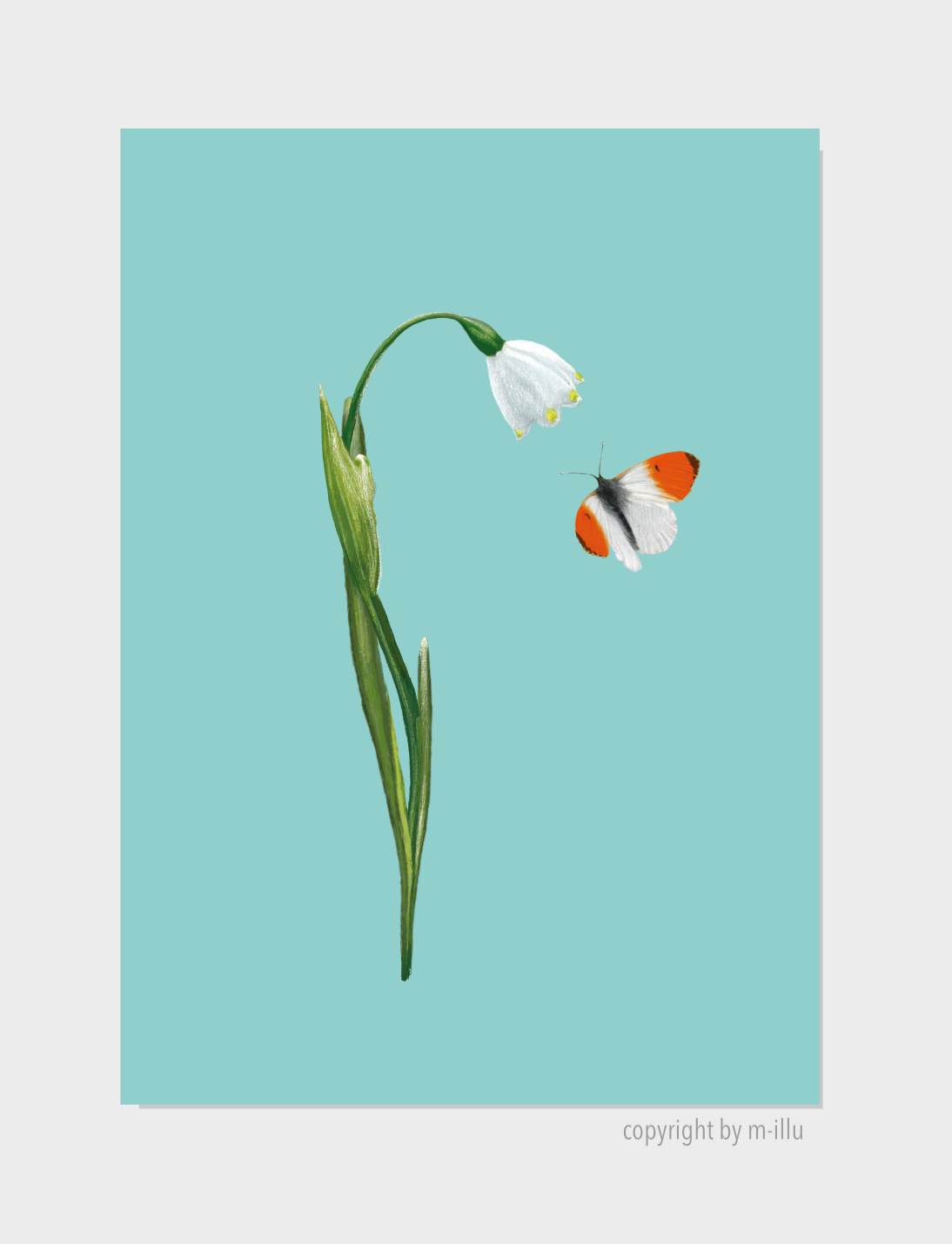 Märzenbecher-Spring Snowflake