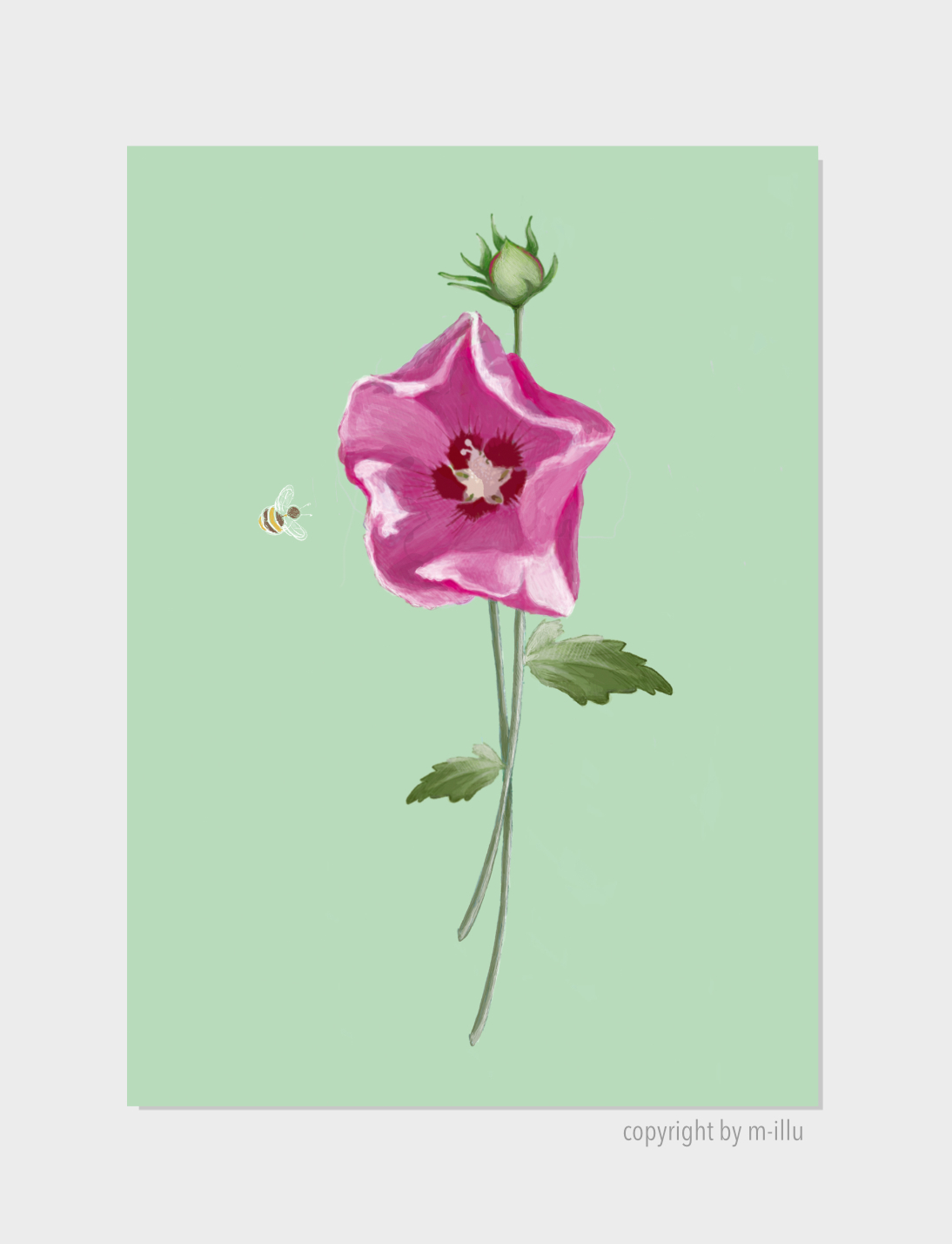 Malve-mallow