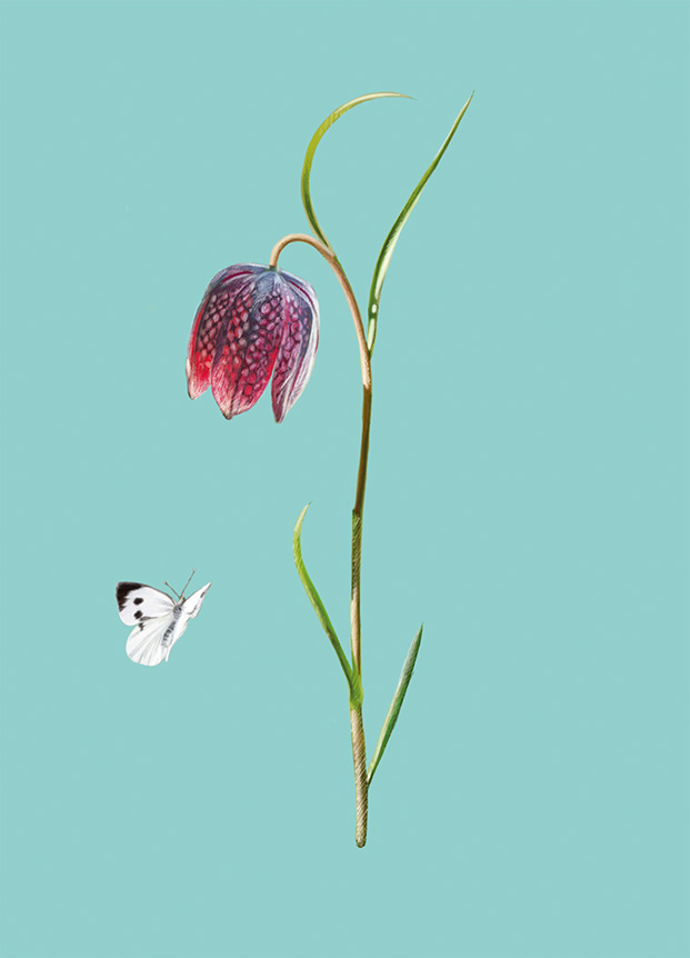 Schachbrettblume