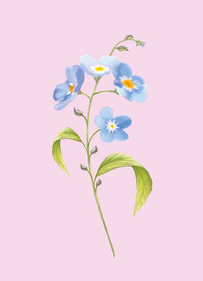 Forget me not