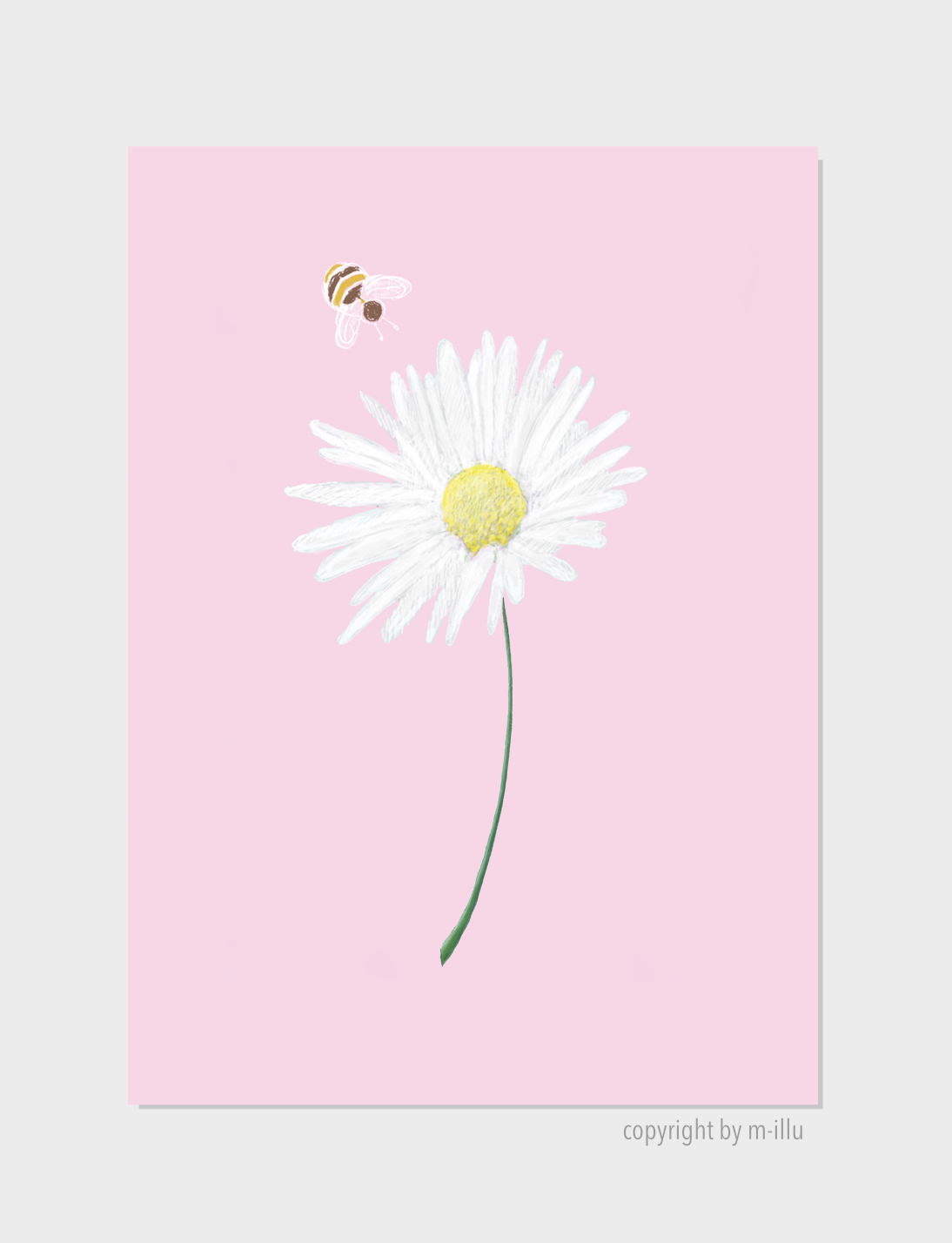 Gänseblümchen-daisy