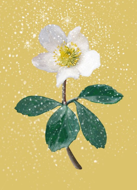 Christrose weiß