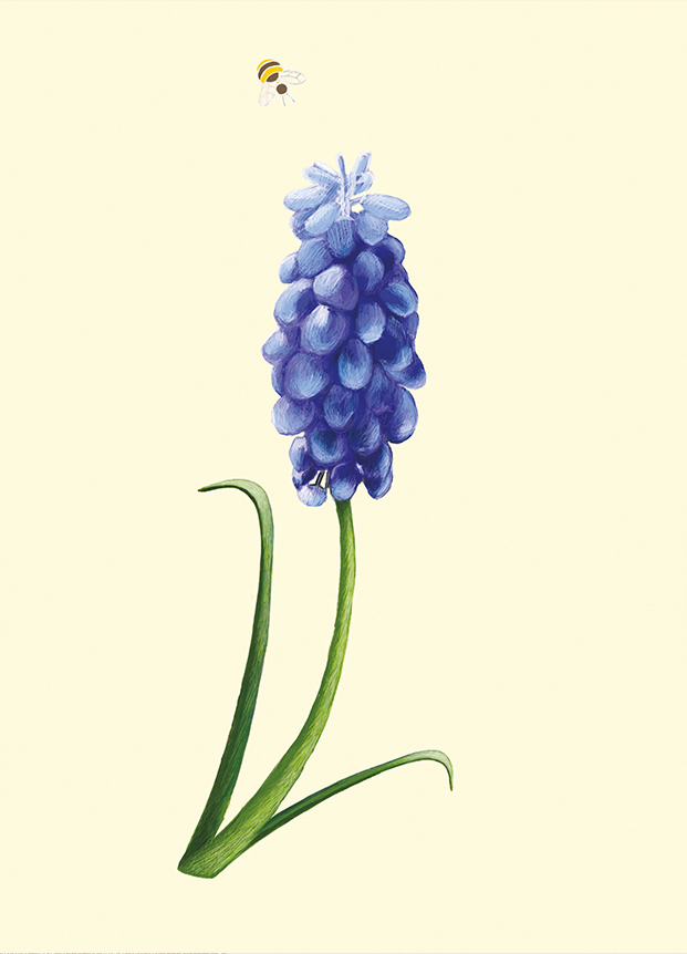Traubenhyazinthe