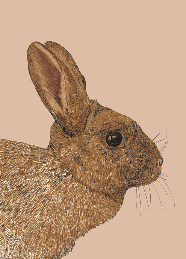 Hase