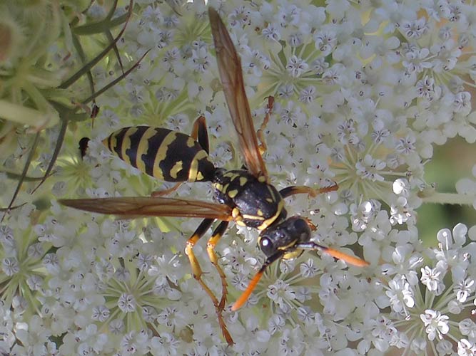 wilder Möhre (Daucus carota) mit einer Faltenwespe (Polistes gallicus)