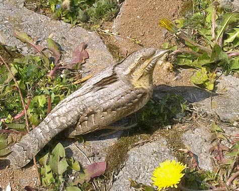 Wendehals im Glemstal (Jynx torquilla) [Foto: Wendehals in Stuttgart-Feuerbach am 3.5.2010, Foto von Romeo Cotrus, ca. 7 km östlich der Glems, noch kein Foto im eigentlichen Glemstal]