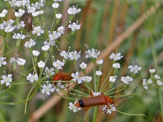 gemeine Sichelmöhre (Falcaria vulgaris)