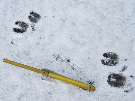 22.11.2008 Hemmingen-Zeilwald Kamera: Fuji Finepix F30;Rehspuren im Schnee: Reh im ruhigen Gang nach links. die 2 Schalen sind parallel Abstand ca. 50 cm. Der einzelne Abdruck ist ca. 7 cm lang.