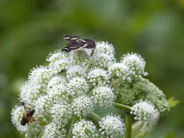 oben Landkärtchen (Araschnia levana) links Keilfleck-Schwebfliege (Eristalis pertinax)  auf Wald-Engelwurz (Angelica sylvestris)