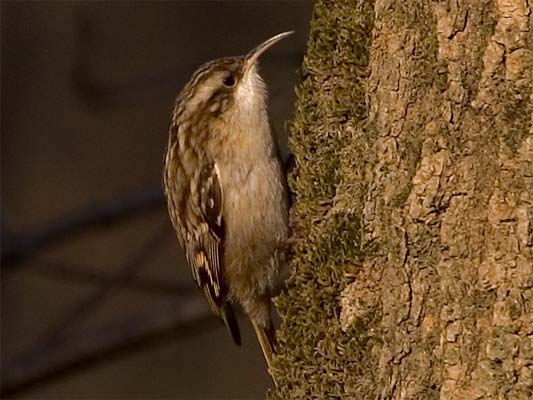 Baumläufer (Certhiidae)  [Foto: Waldbaumläufer im Glemstal bei Schwieberdingen, Januar 2006]