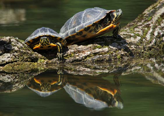 Schmuckschildkröten im Glemstal (Trachemys scripta sp.)    [Foto von Dennis Heidrich, im Bärensee, zwei Rotwangenschmuckschildkröten sonnen sich am 21.6.2008]