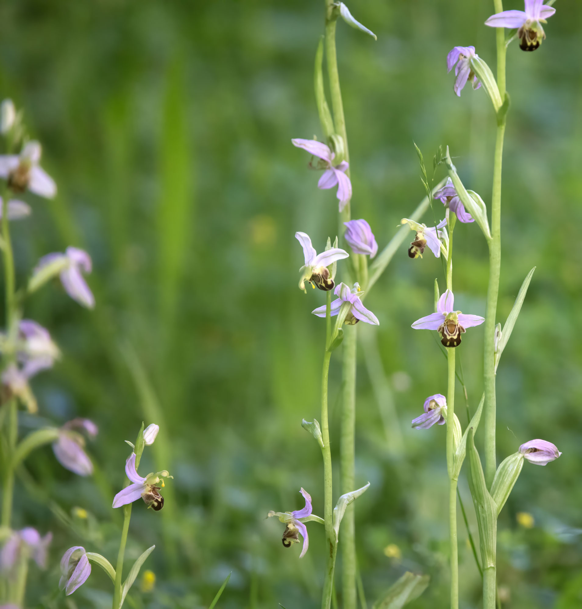 Hunderte Orchideen Bienen-Ragwurz blühen in Schwieberdingen - Memelweg am 7.6.24