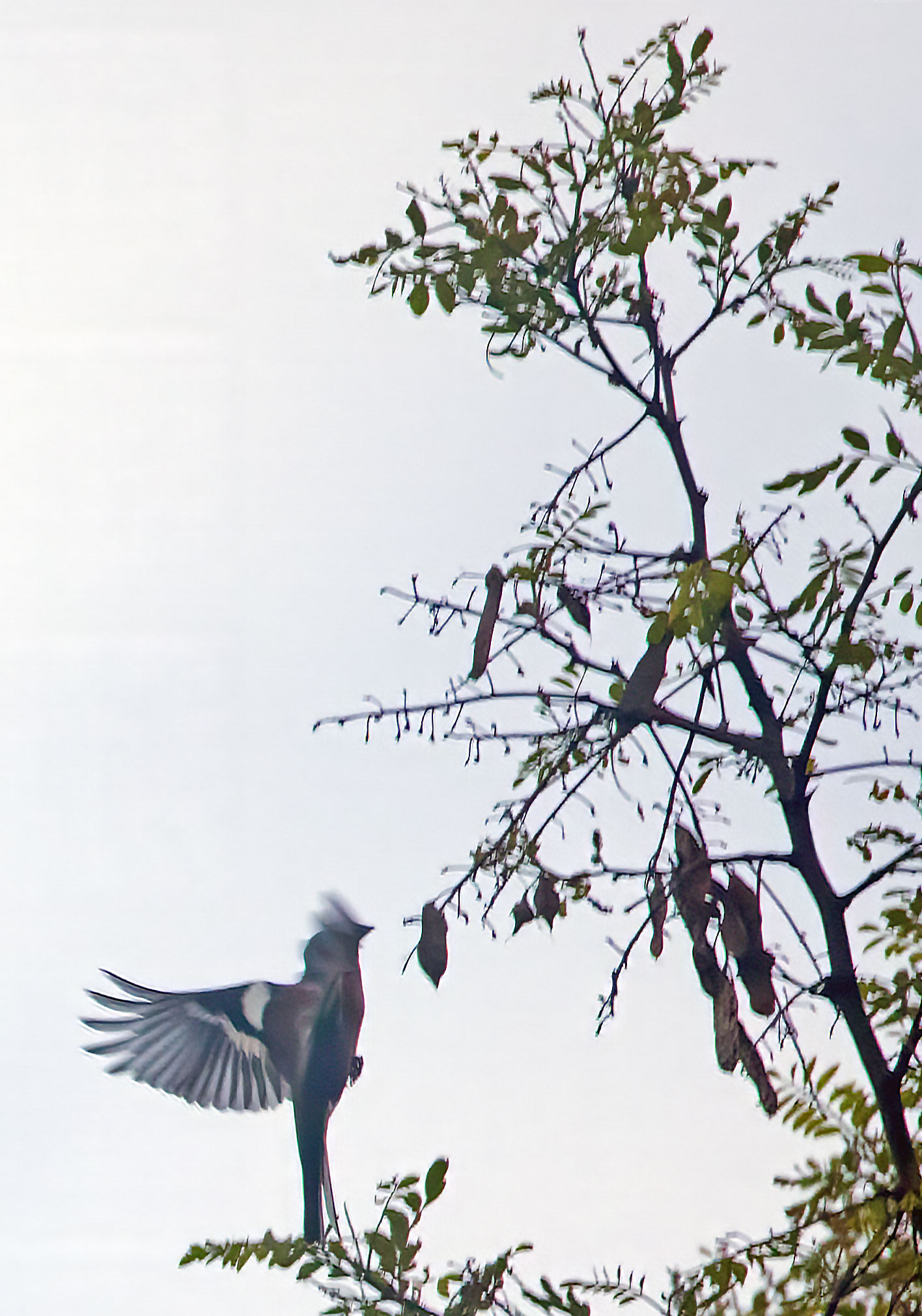 Der Buchfink fliegt um 20:13, Foto T.G.