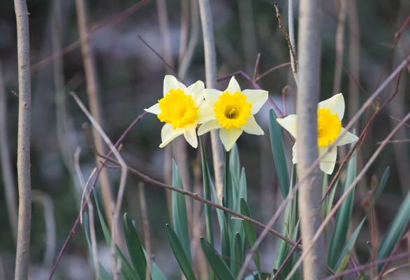 2.4.09 Schwieberdingen Glemstal beim Terassenhaus Kamera: Canon EOS 5D Mk II / 100-400
