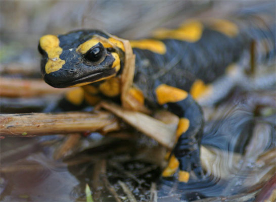  Feuersalamander im Glemstal [Foto Feuersalamander nach dem Laichen in Schwieberdingen bei der Neumühle, 20.3.2005]