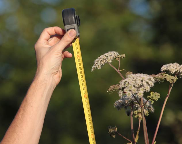 Wald-Engelwurz 2,30m (Angelica sylvestris)