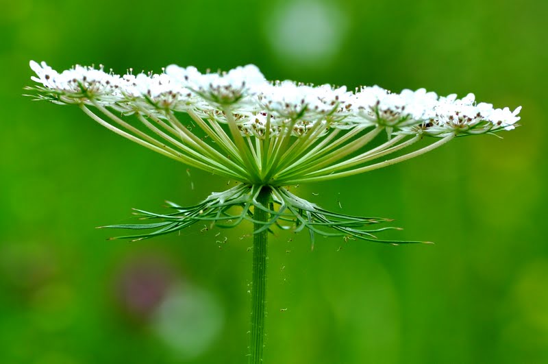24.07.2011 Markgröningen Siegental beim Aichholzhof Foto von Bala Vignesh - "überirdischer Lebensraum" spektakuläre Darstellung der wilden Möhre (Daucus carota) als Lebensraum scheinbar schwebender winziger Raupen