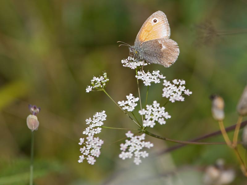 ein kleiner Heufalter (coenonympha pamphilus) auf einem Doldenblütler Susanne schreibt mir "unser kleiner Doldenblütler ist eine kleine Pimpinelle bzw. Bibernelle!! Ganz unten sehen ihre Blätter aus wie die des Kleinen Wiesenknopfs!!