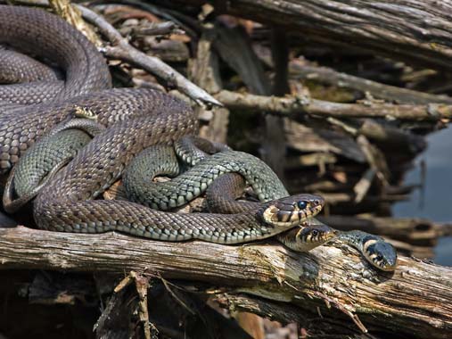 Ringelnattern im Glemstal (Natrix natrix)   [Foto: Ringelnattern am Vormittag auf einem Sonnenplatz im oberen Glemstal, 8.6.2008, sonnen sich gemeinsam]