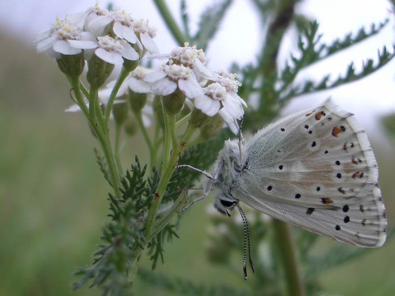Gemeine Schafgarbe (Achillea millefolium)