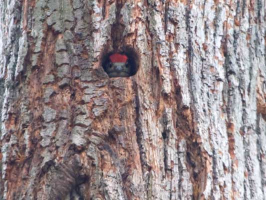 Buntspechte im Glemstal  (Picoides major) [Foto: Markgröningen, junger Buntspecht schaut aus seiner Bruthöhle im Rotenackerwald, 05/2008]