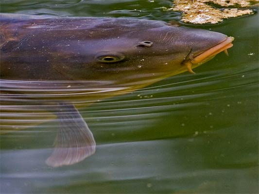 Karpfen (im NABU-Teich) (Cyprinus carpio)