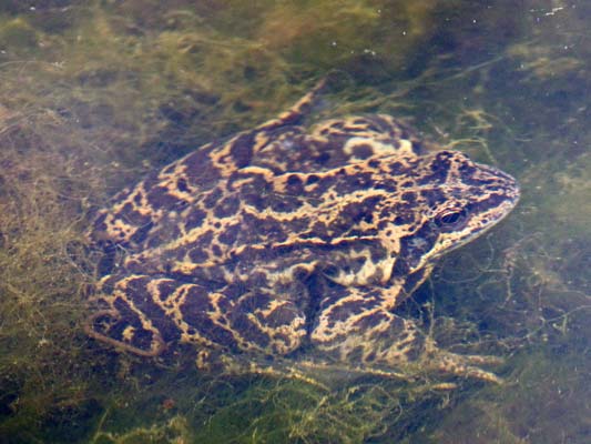 rätselhafter Frosch im Glemstal [Foto: Kann das ein Seefrosch sein? Oder doch eher ein Grasfrosch? siehe die Expertendiskussion zu diesem Foto  aufgenommen in Markgröningen im Glemstal im NABU-Unkenbiotop Talhausen am 8.3.2008]