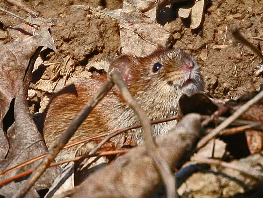 Waldmaus (Apodemus sylvaticus) [Foto: Schwieberdingen, Glemstal, 2.4.2005]