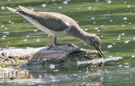 15.07.2022 Königsbronn Itzelbergersee