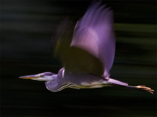 Graureiher im Glemstal (Ardea cinerea)   [Foto: junger Graureiher in Markgröningen im Glemstal am großen NABU-Teich, 07/2005]