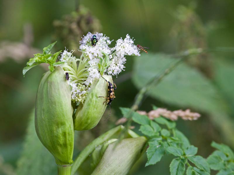 Schmalbockkäfer Wald-Engelwurz (Angelica sylvestris)