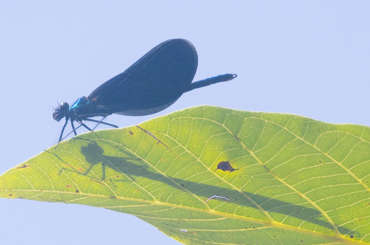Blauflügel-Prachtlibelle im Garten von Jeannine