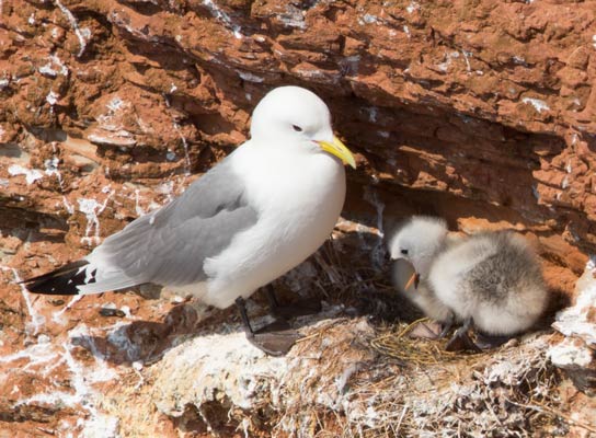 05.06.2015 Helgoland