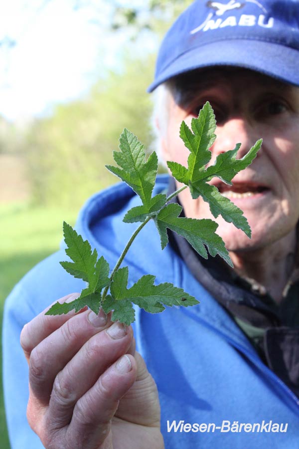 24.4.2016 Schwieberdingen Räuschelbachtal Foto von Helena Kirchner - Manfred Herda zeigt den Wiesen-Bärenklau Junge Blätter von Wiesen-Bärenklau sind ein Wildgemüse